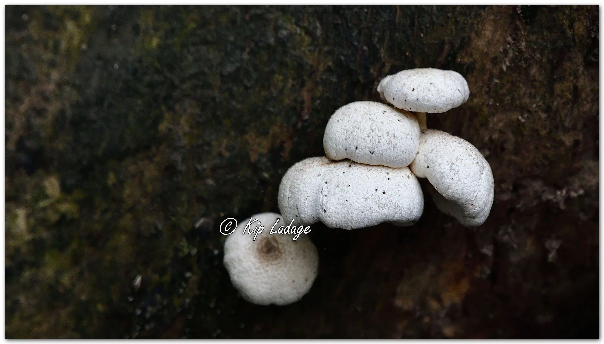 Button Mushroom - Image 1145644