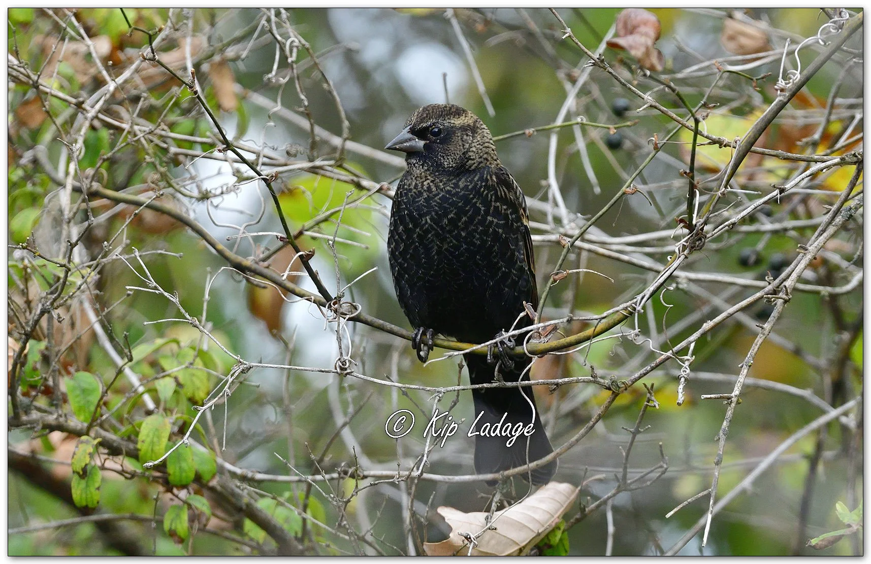 Red-winged Blackbird - Image 1168287