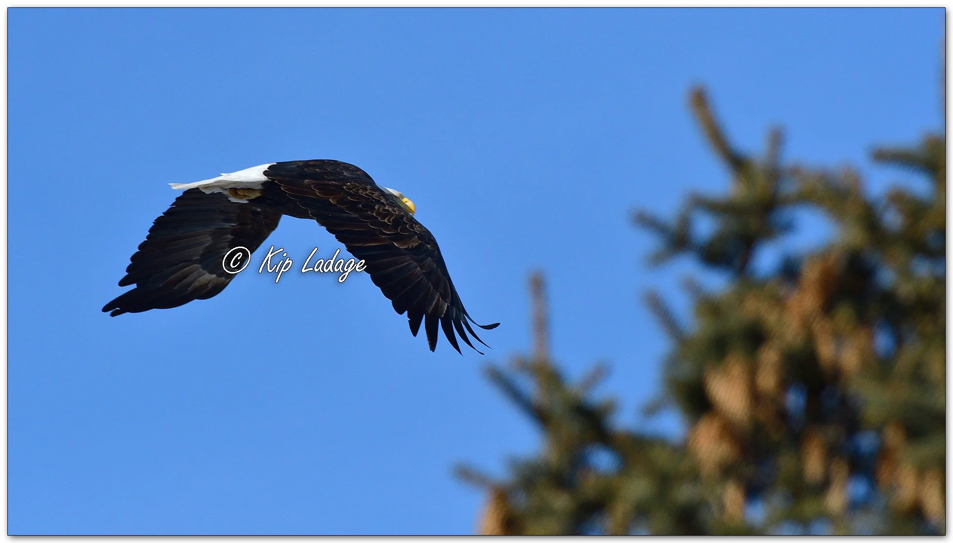 Bald Eagle in Flight - Image 1061486