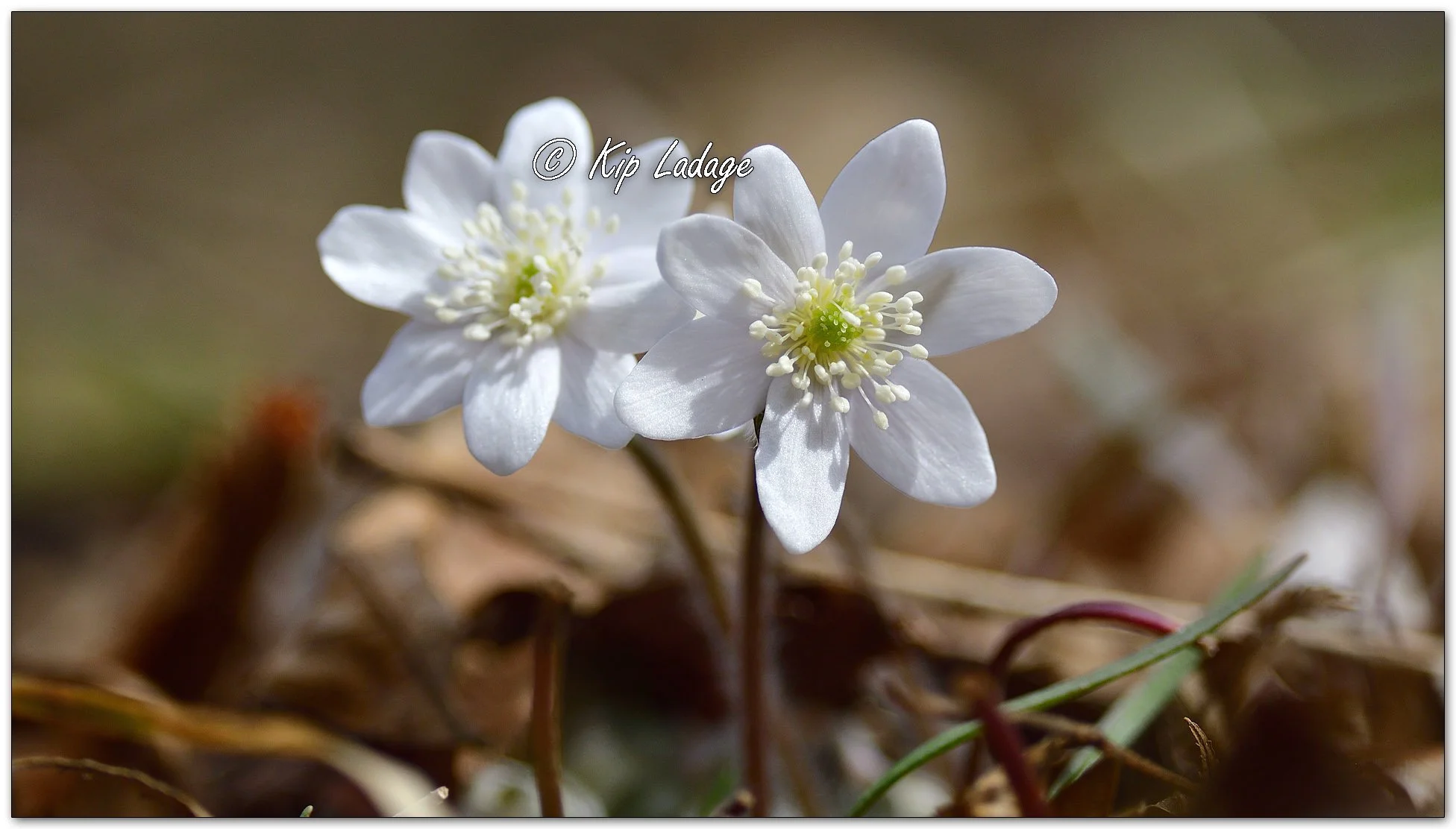 Hepatica - Image 1078392
