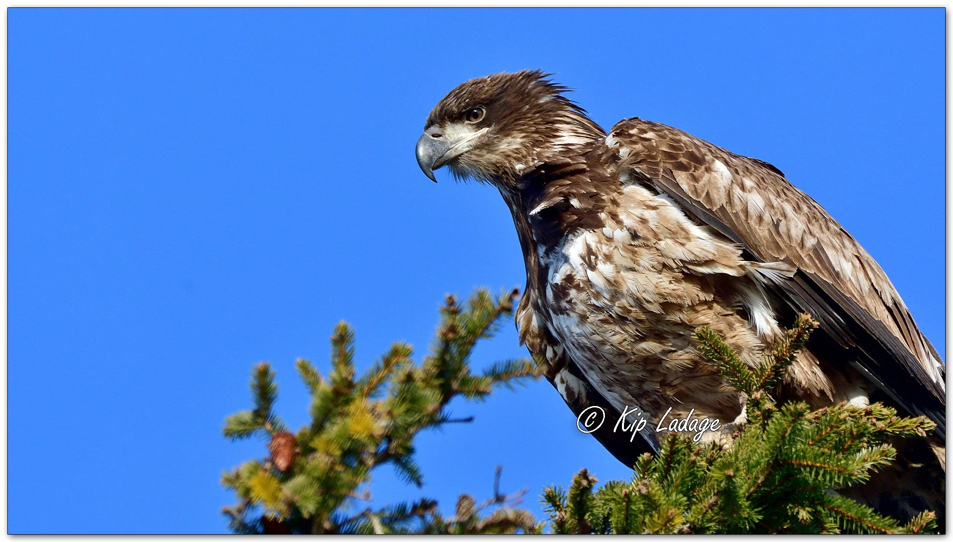 Young Bald Eagle - Close - Image 1069836