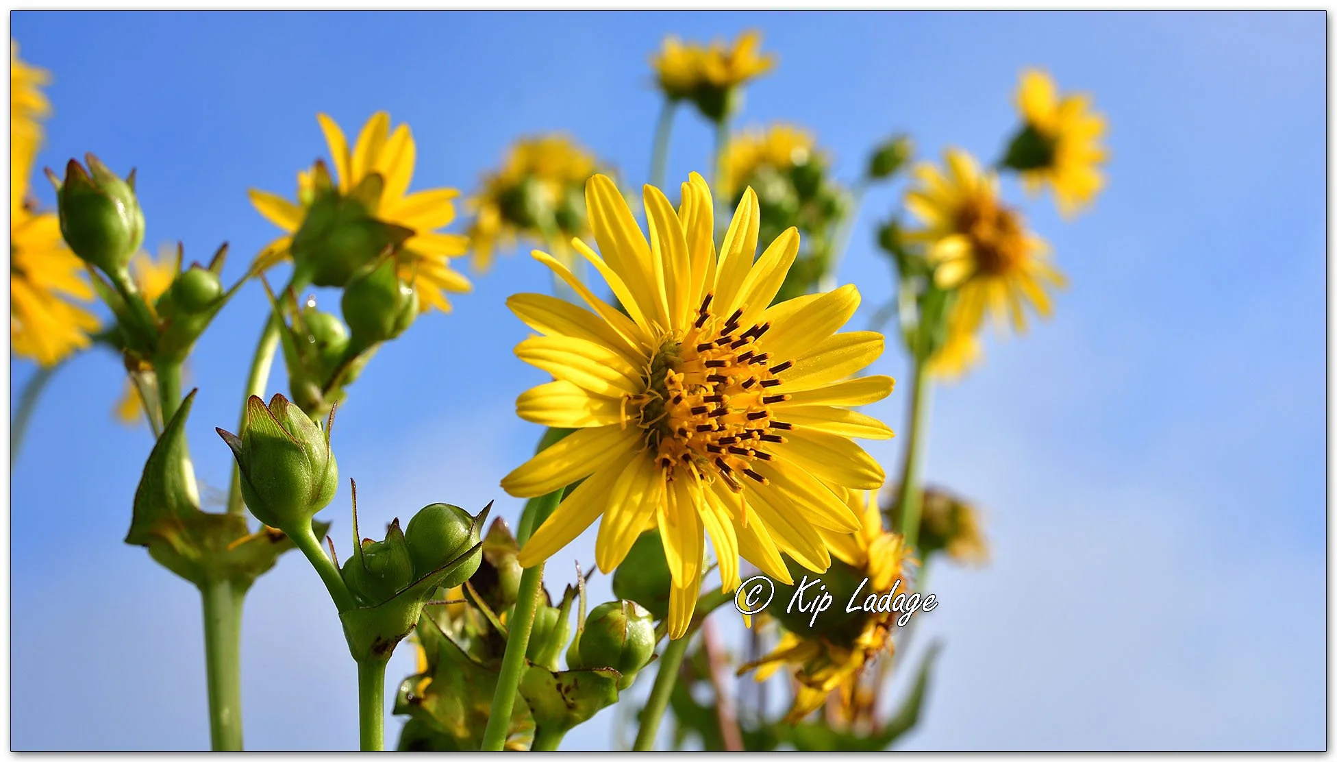 Cup Plant - Image 1127314