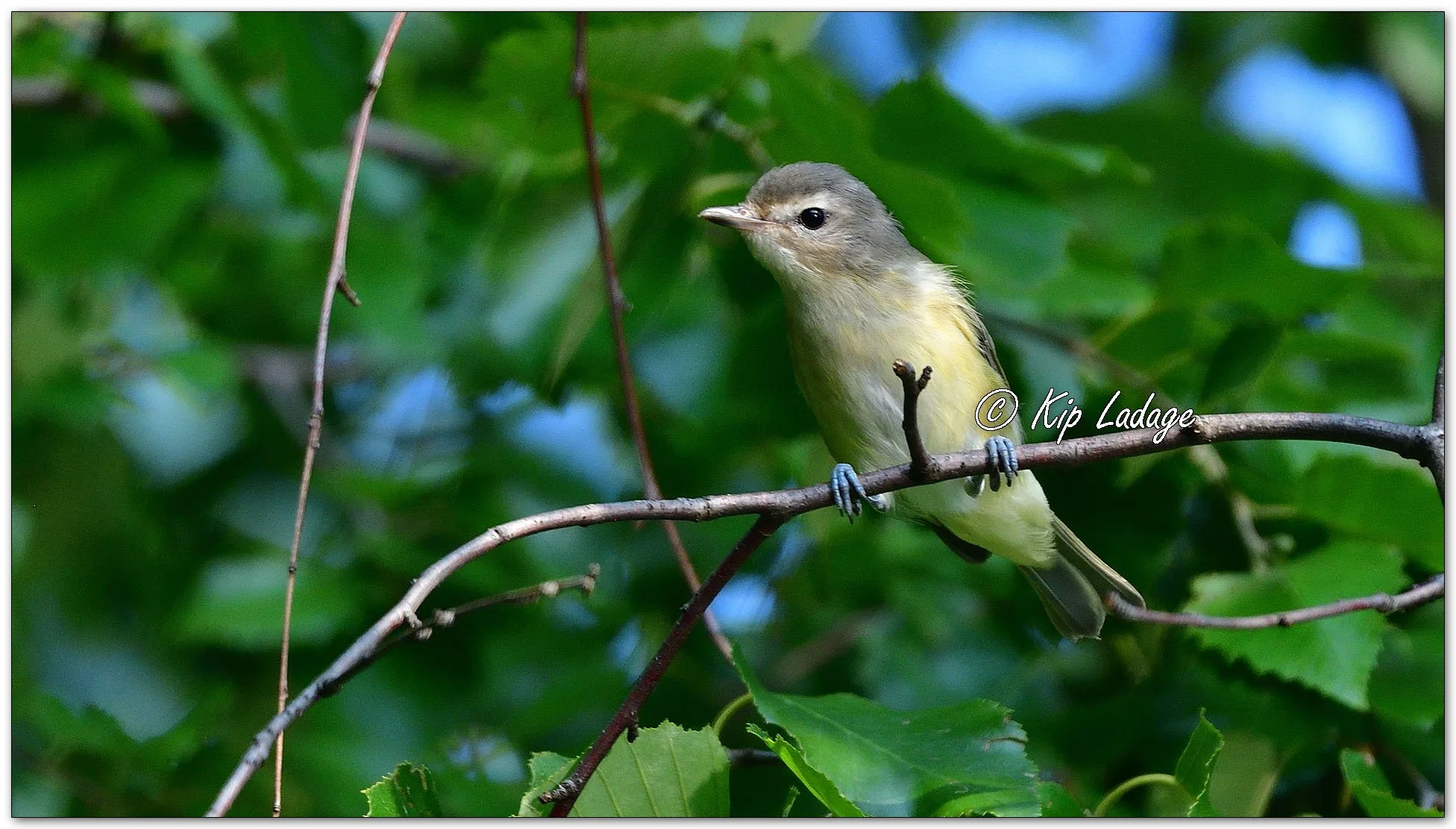 Eastern Warbling Vireo - Image 1126643