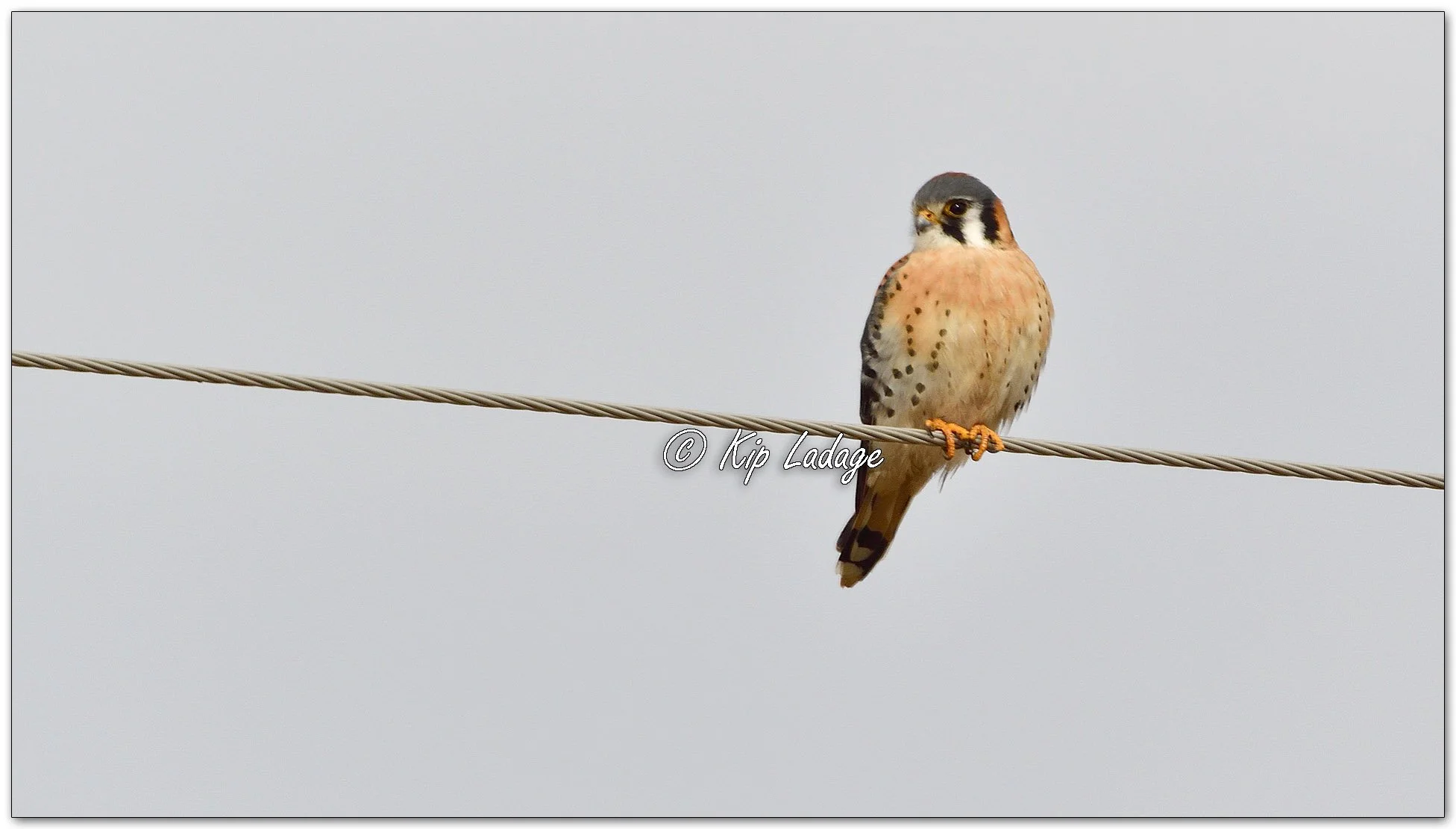 American Kestrel - Image 1063952