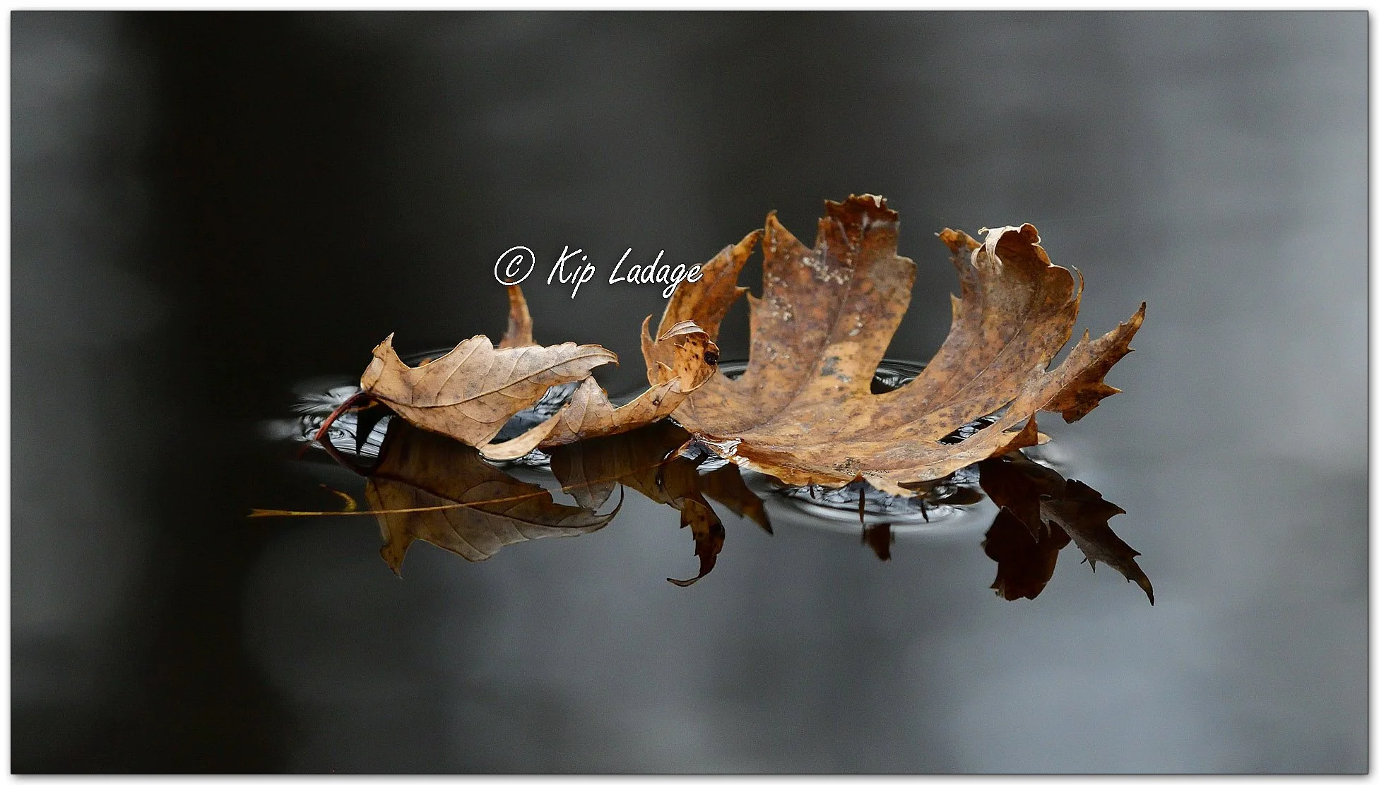 Autumn Maple Leaf on Water - Image 1167748