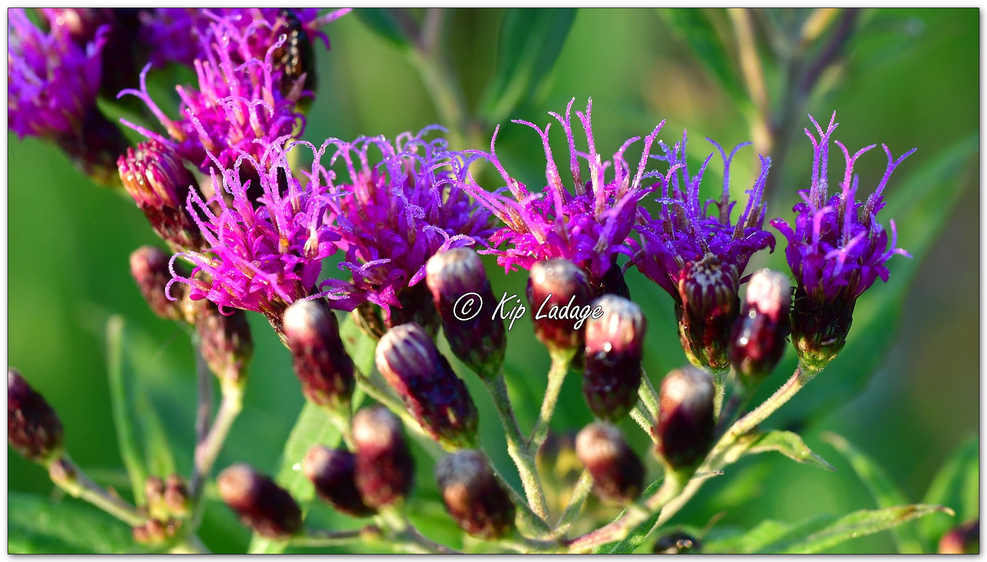 Ironweed - Image 1123562