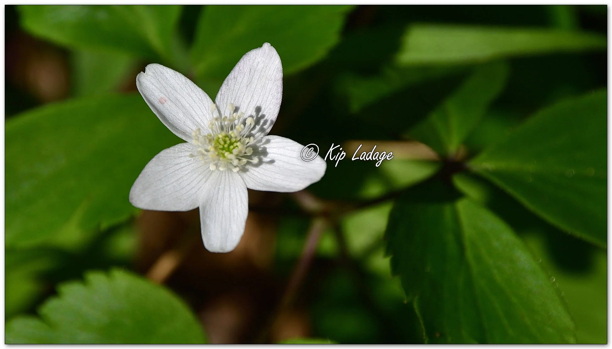 Wood Anemone - Image 1089501
