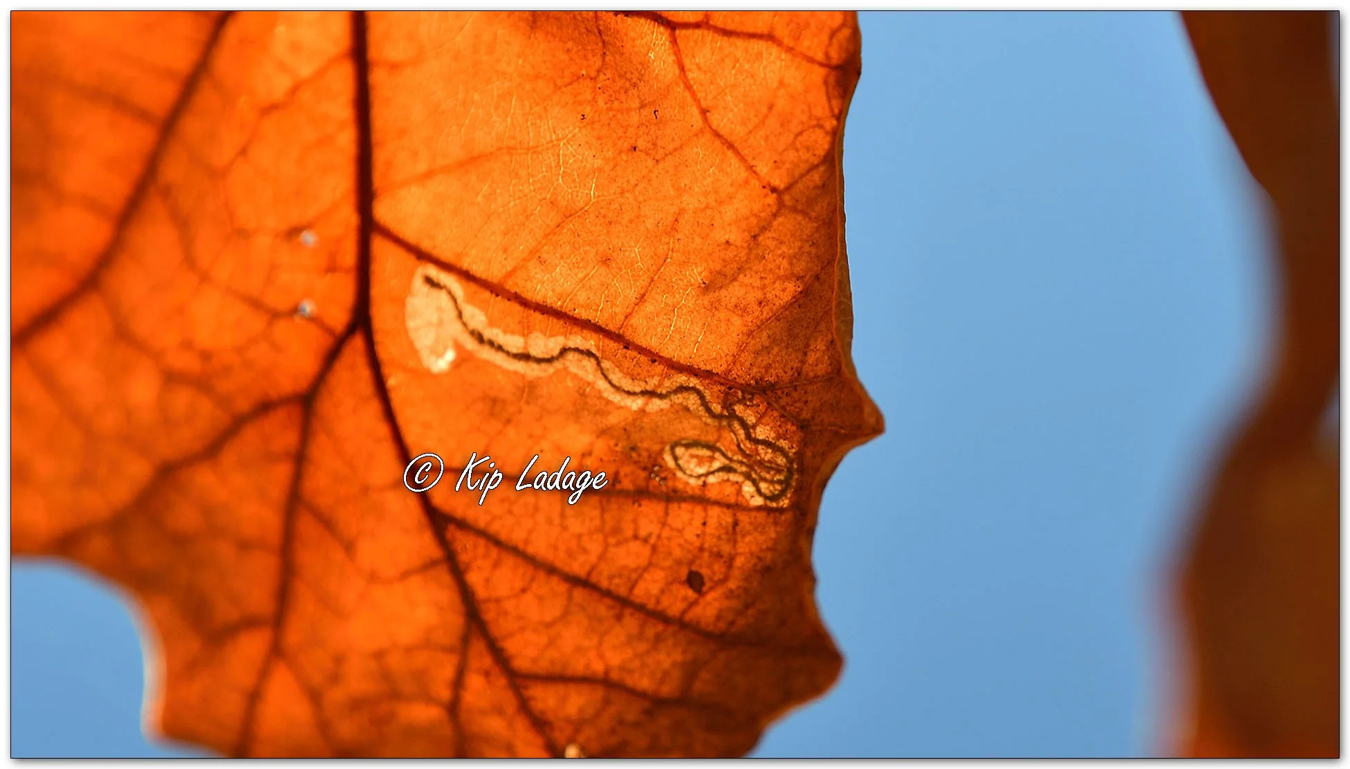 Kip’s Comments - October 20, 2026 — LadagePhotography.com
