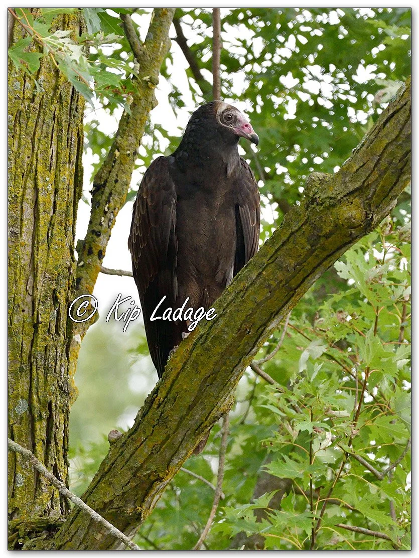 Young Turkey Vulture - Image 1149790