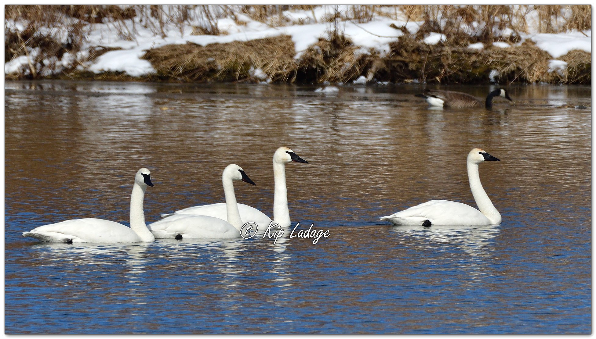 Trumpeter Swans at Wyth Lake - Image 1066005
