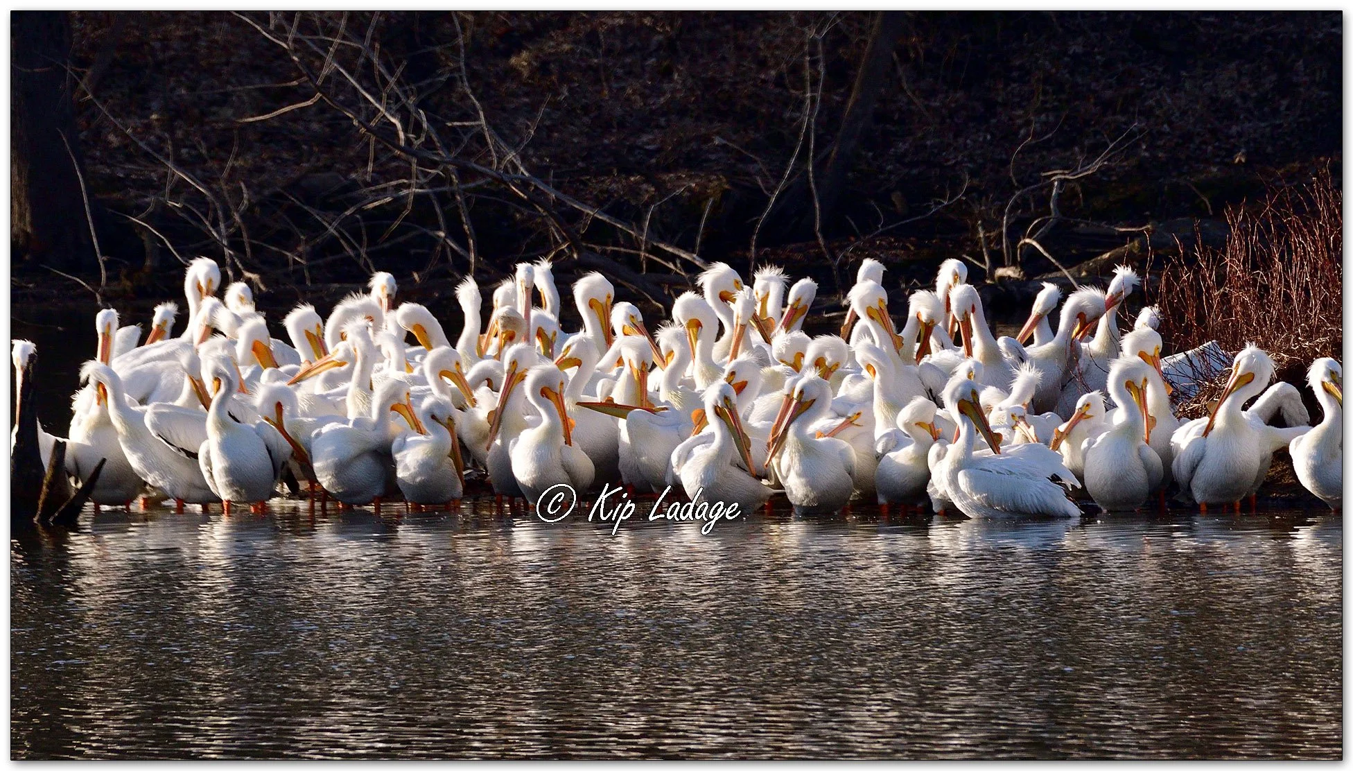 American White Pelicans - Image 1075697