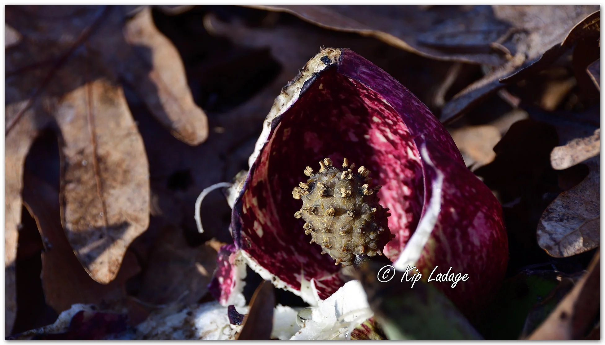 Skunk Cabbage - Image 1077824