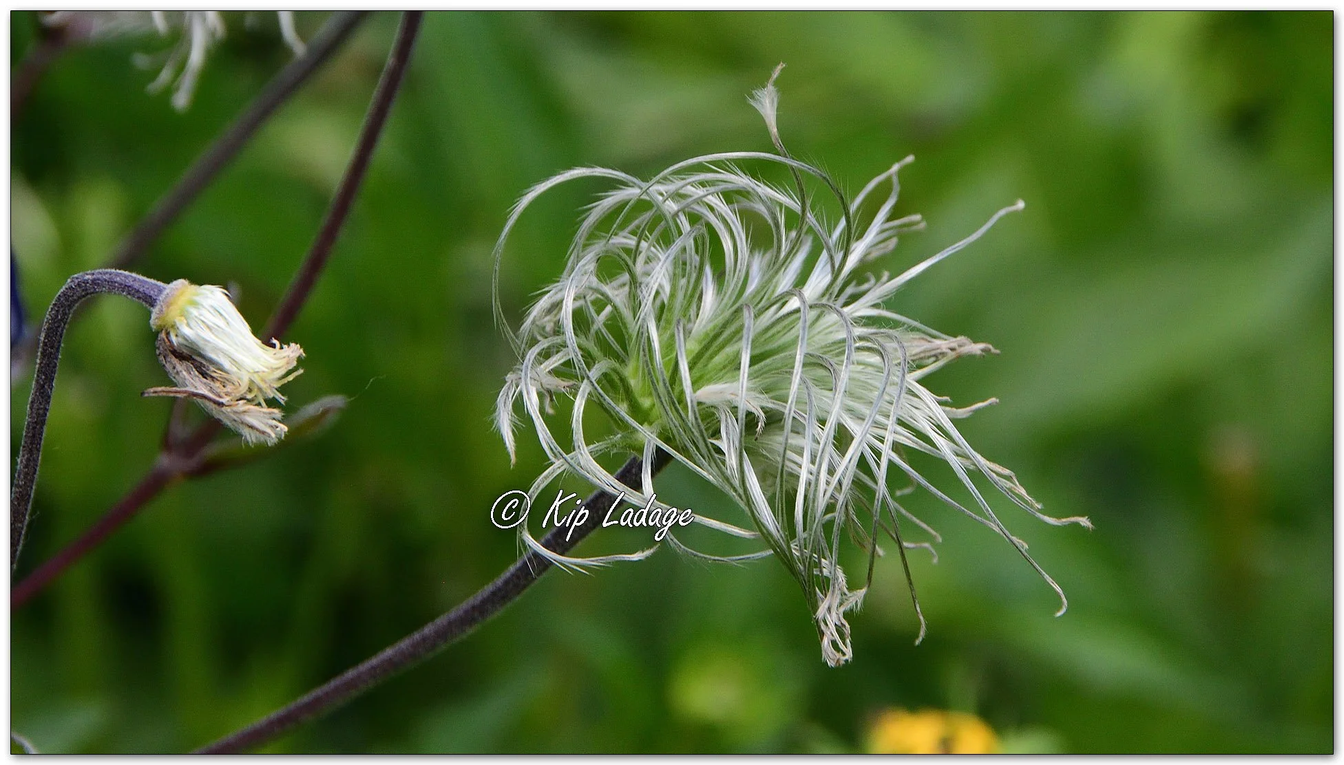 Clematis - Image 1113458