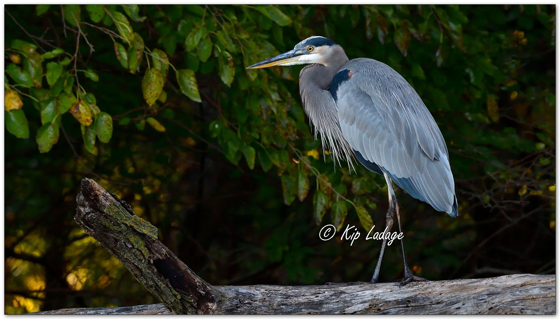 Great Blue Heron - Image 1160662