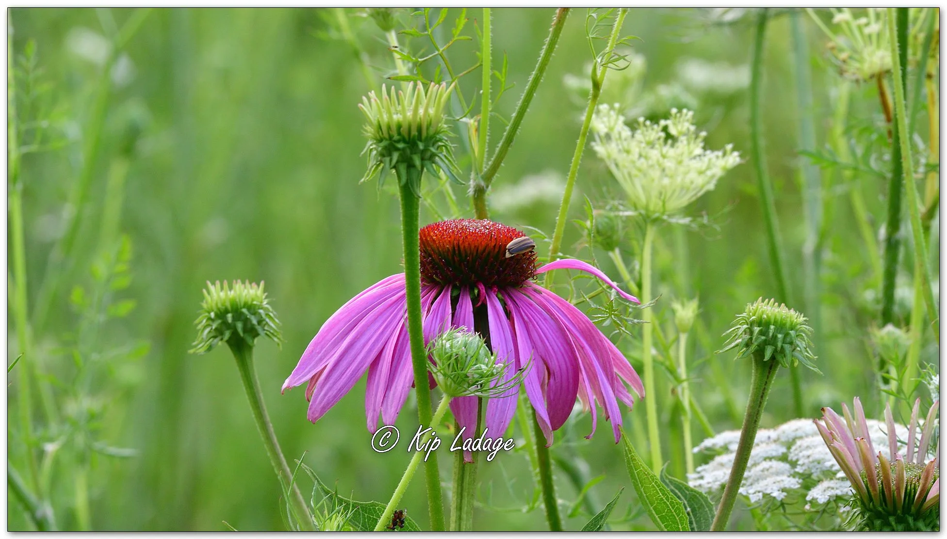 Purple Coneflower - Image 1118490