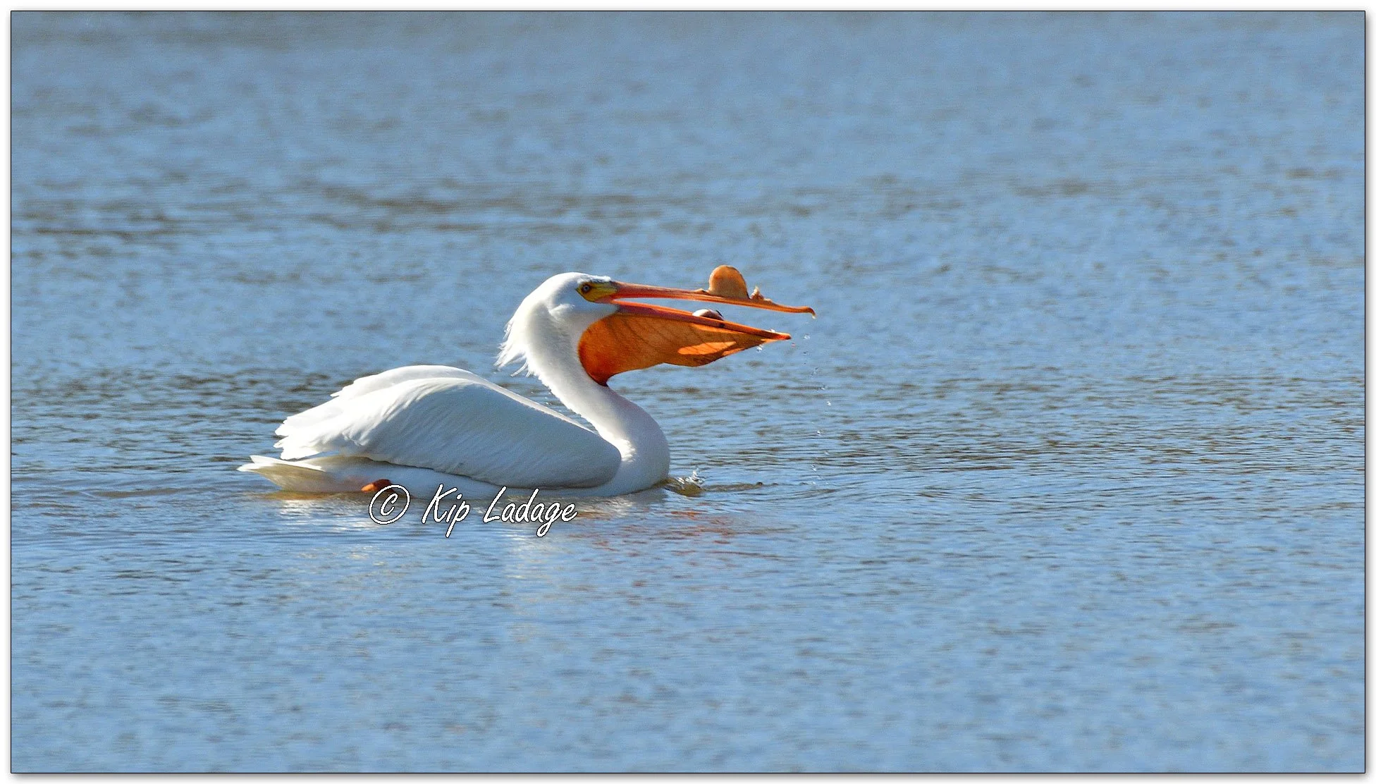 American White Pelican (with fish) - Image 1083191