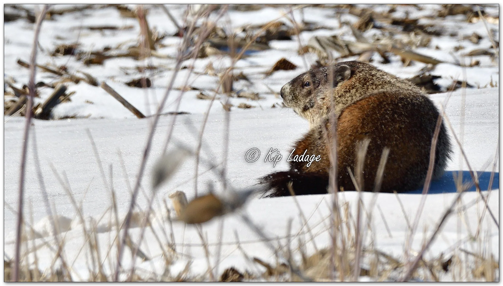 Woodchuck in Snow - Image 1074946