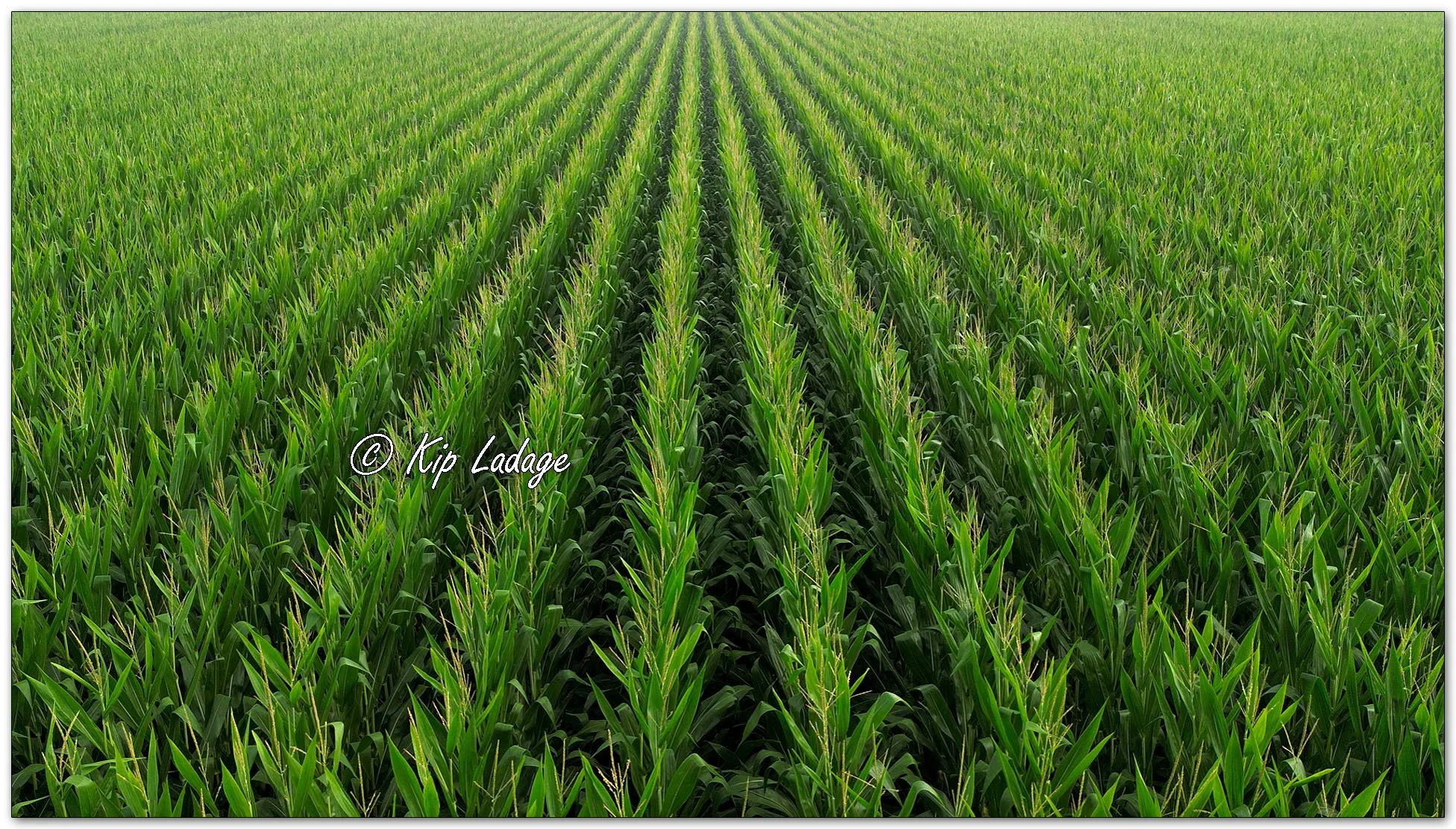 Corn Field in Fog - Image 1127288