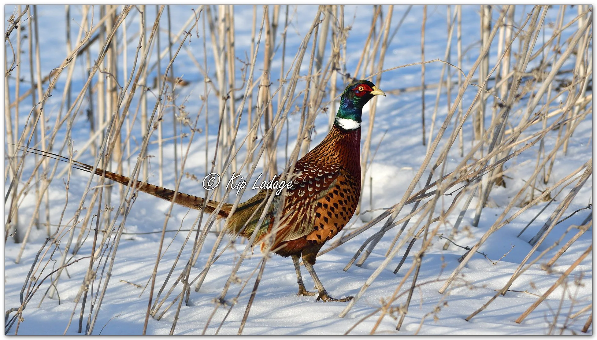 Rooster Ring-necked Pheasant - Image 1051036