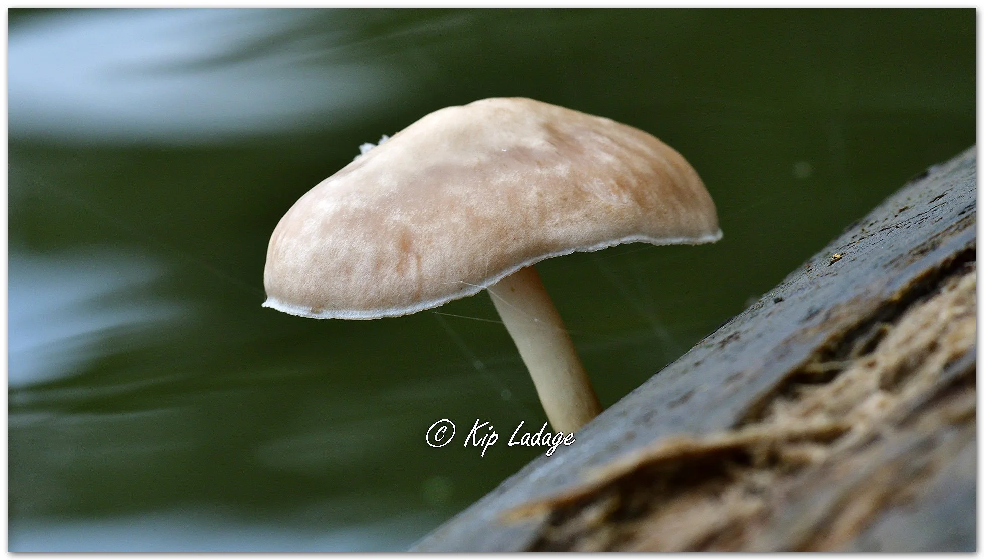Mycena Fungus - Image 1134363