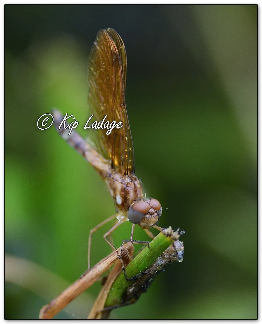 Eastern Amberwing Dragonfly - Image 1113659