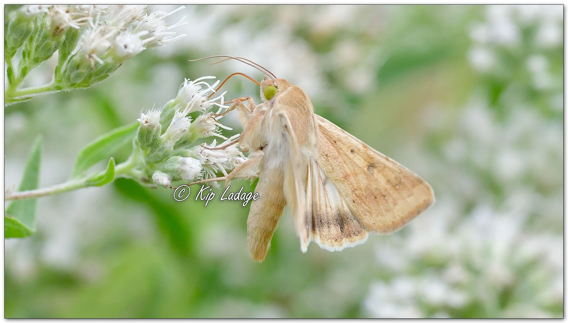 Corn Earworm Moth - Image 1151606