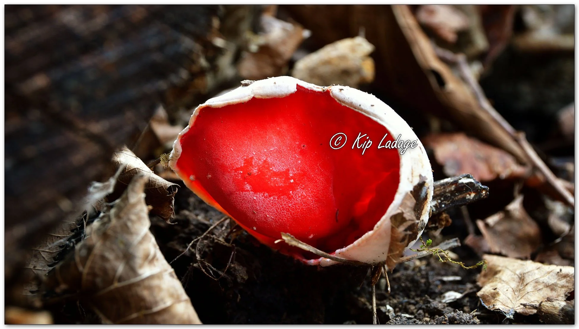 Crimson Cup Fungi - Image 1080279