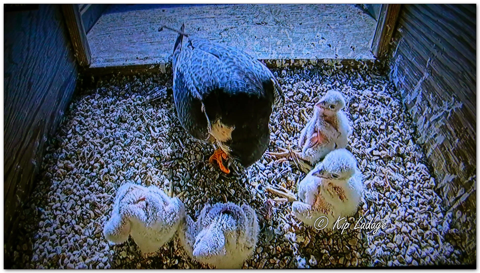 Peregrine Falcons in Hack Box - Image 1097222