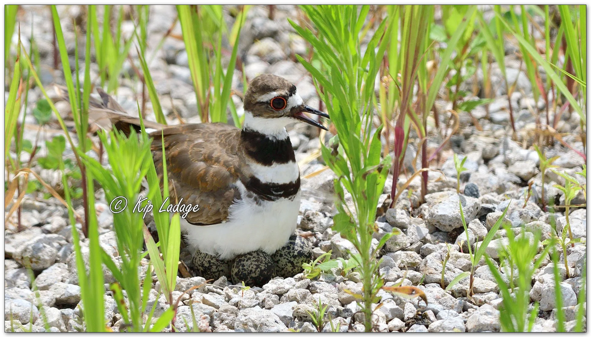 Killdeer on Nest - Image 1117682