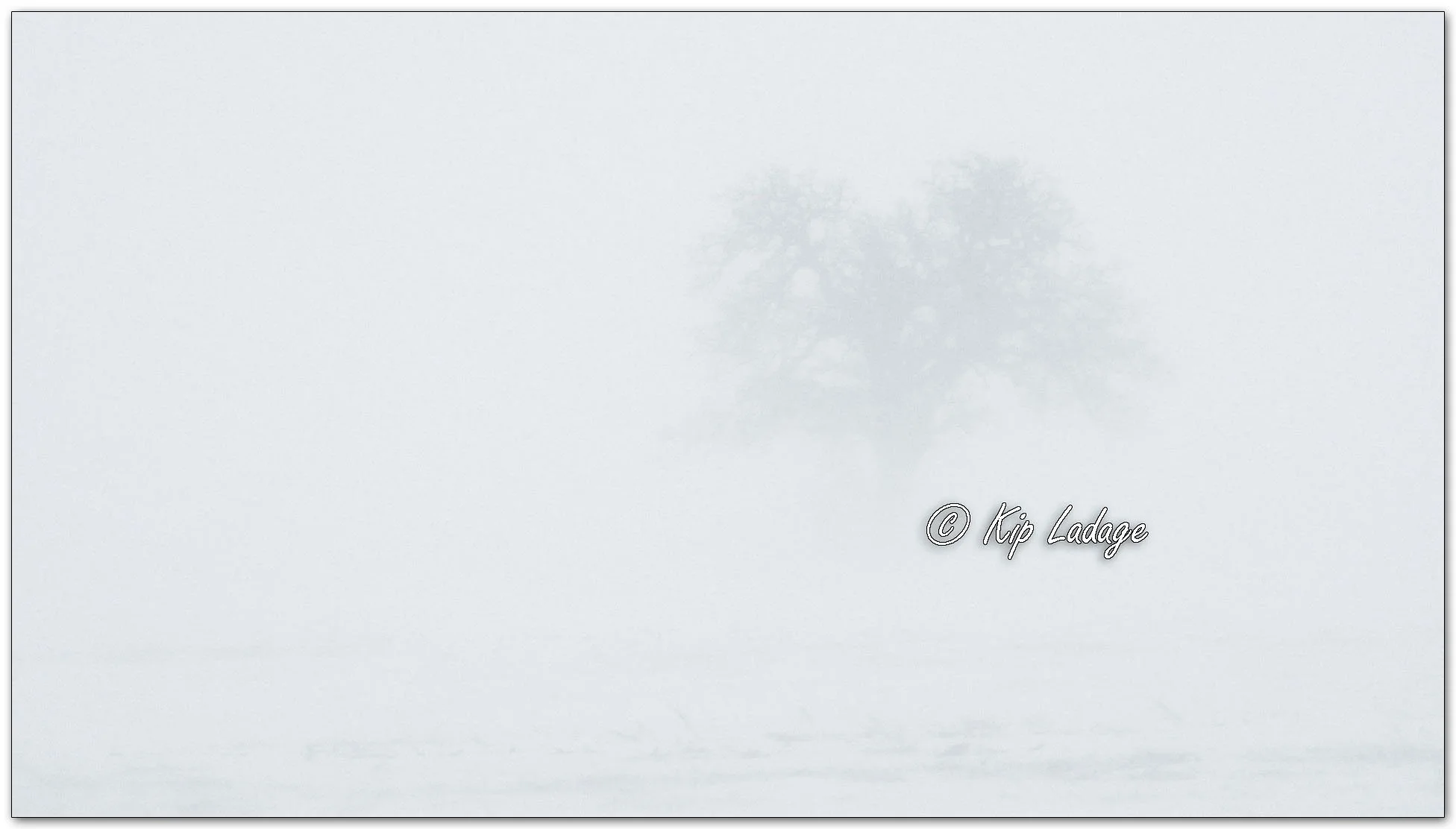 Lone Tree in Blizzard - Image 1051274