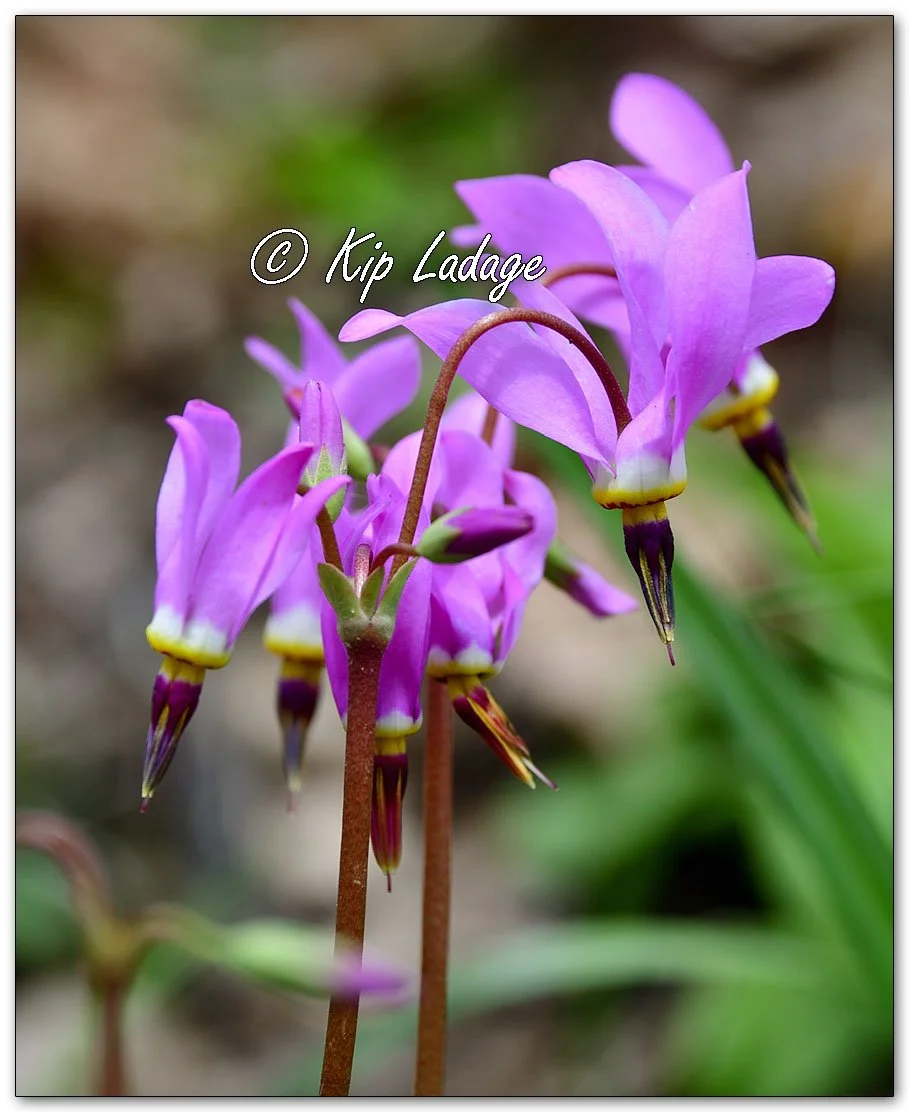 Jeweled Shooting Stars - Image 1089820