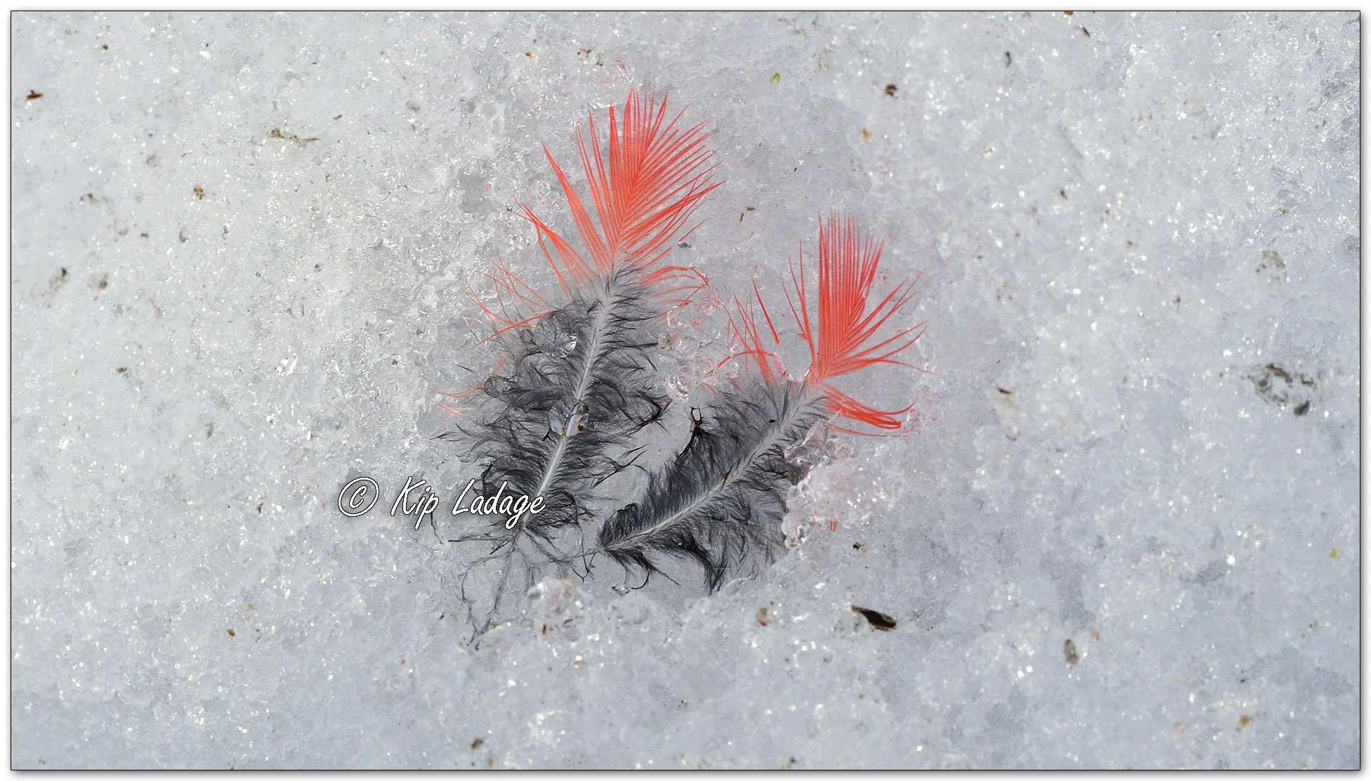 Northern Cardinal Feathers in Snow - Image 1051831