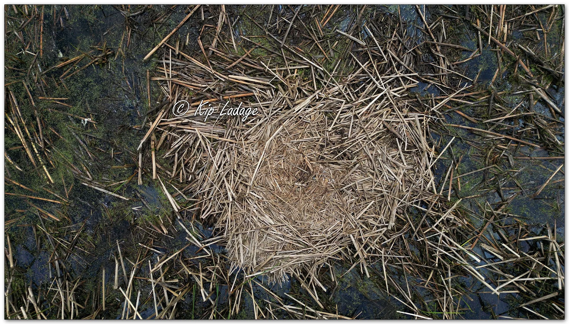Sandhill Crane Nest After Hatching - Image 1093128
