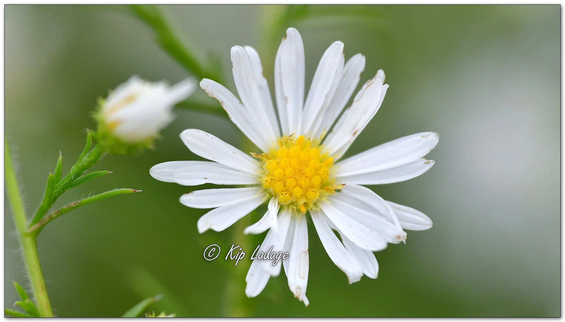 Hairy Aster - Image 1151634