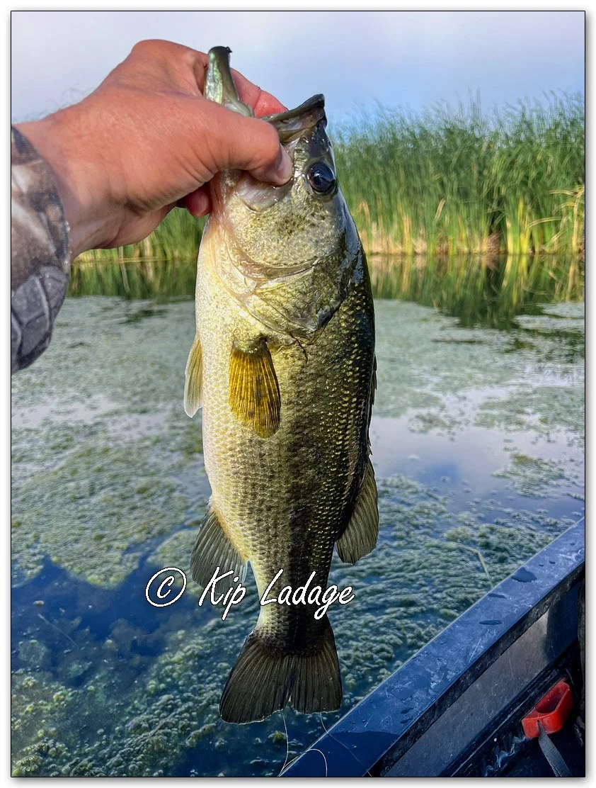 Largemouth Bass - Image 1112417