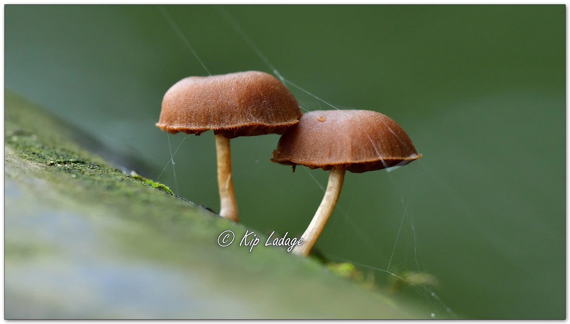 Scurfy Twiglet Fungi - Image 1134658