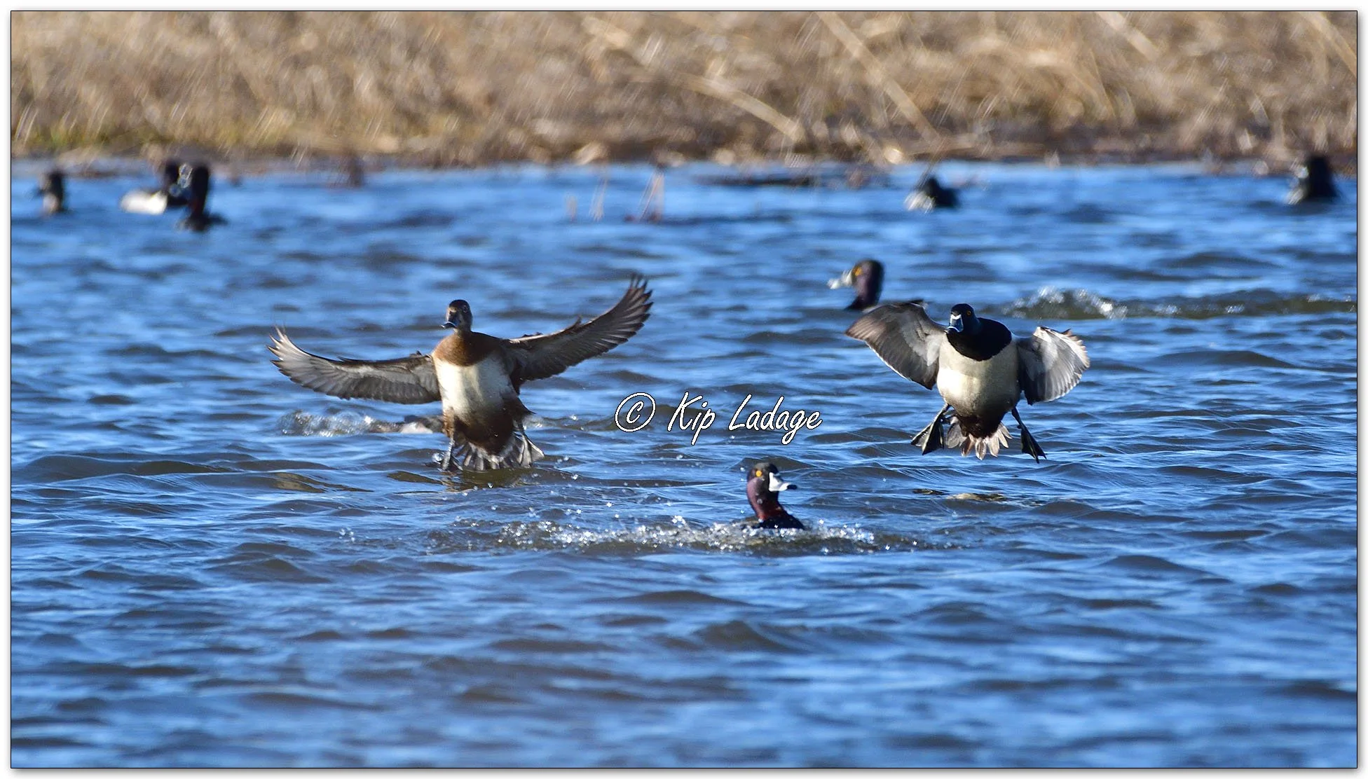 Ring-necked Ducks - Image 1071408