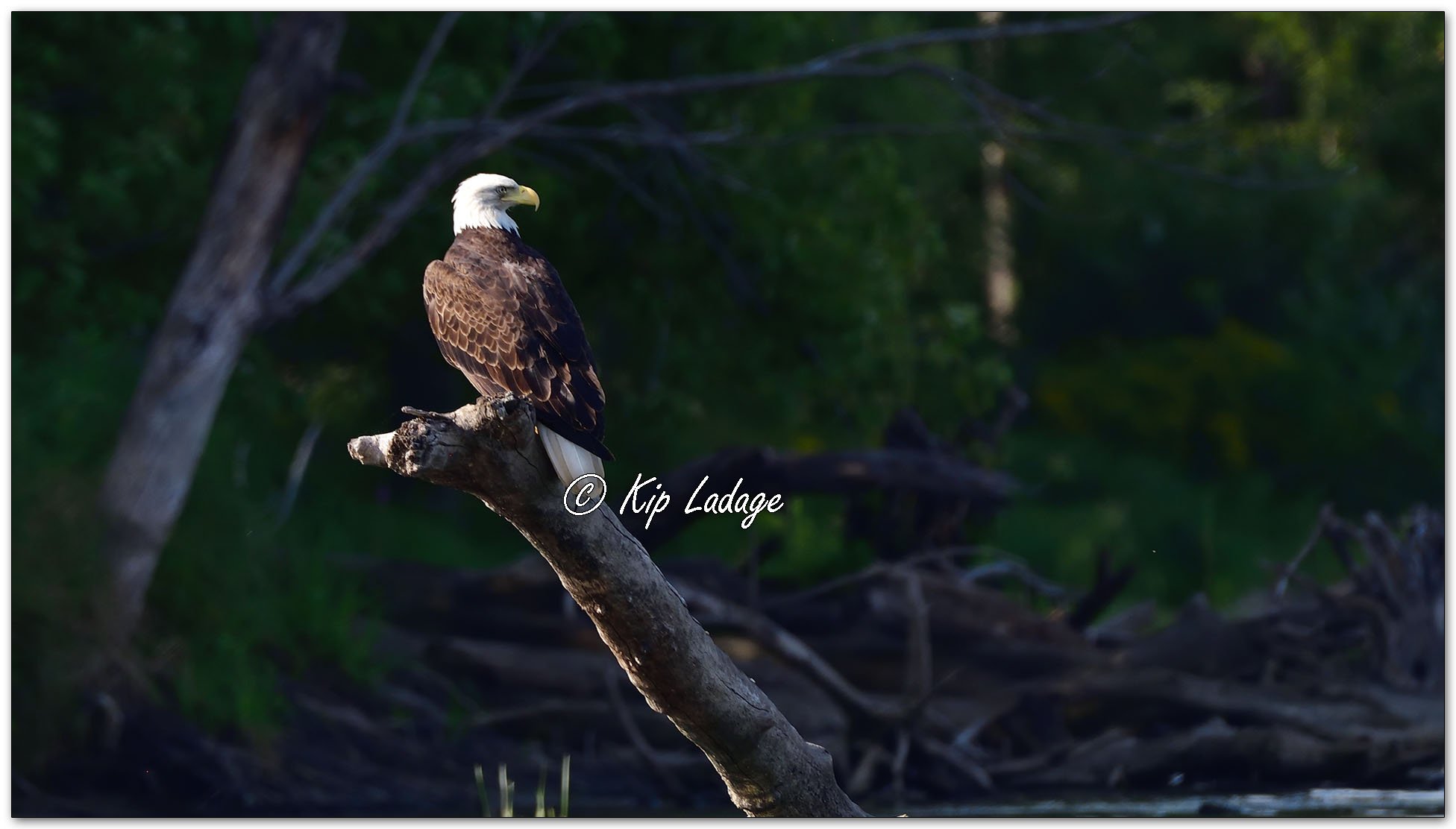 Bald Eagle on Mississippi River - Image 1138209