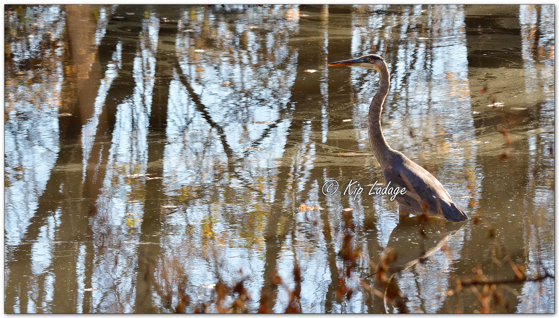 Great Blue Heron - Image 1044255