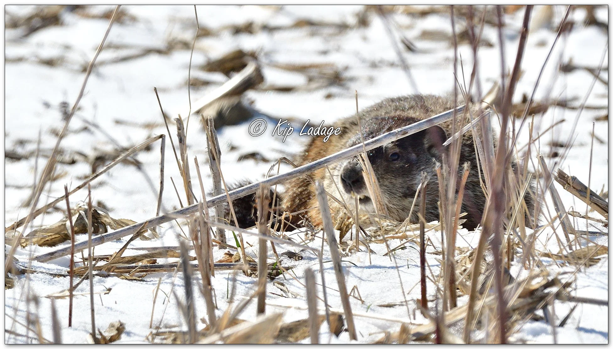 Woodchuck in Snow - Image 1074957
