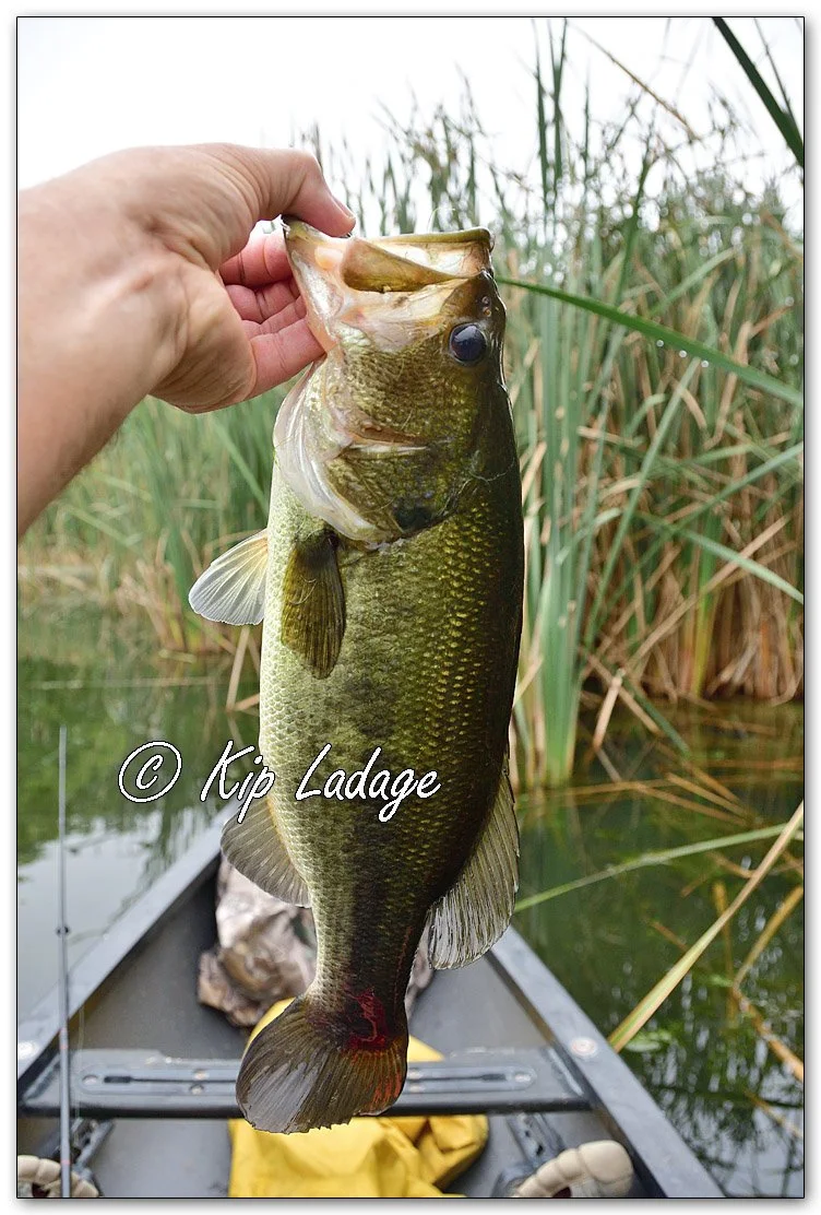 Largemouth Bass - Image 1150341