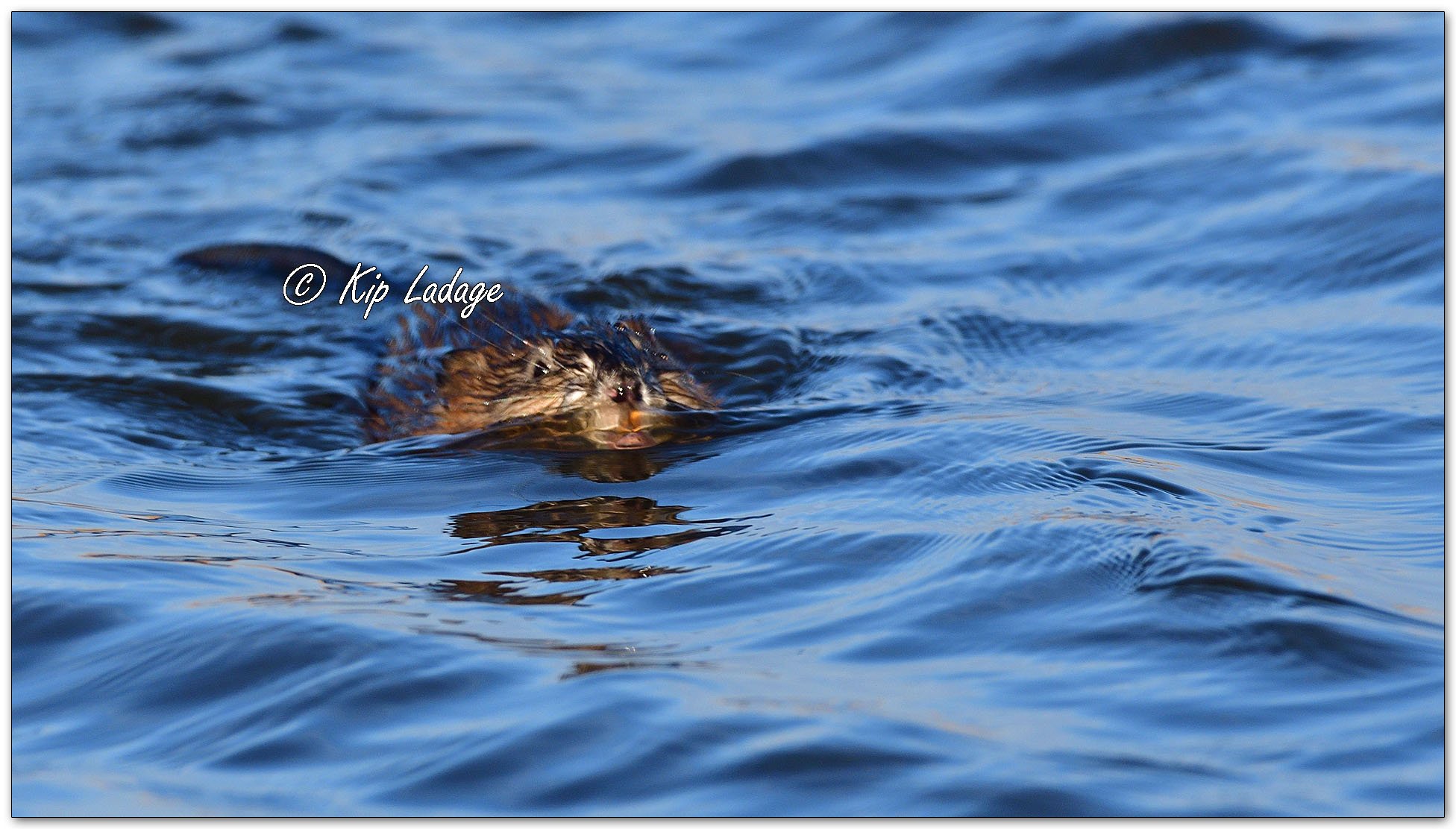 Muskrat - Image 1071326