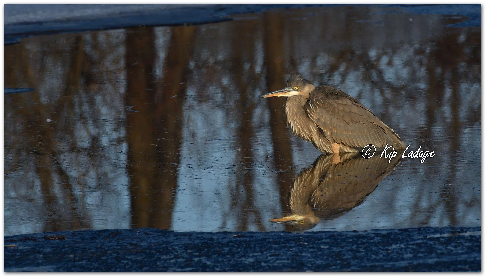 Great Blue Heron in Winter - Image 1050726