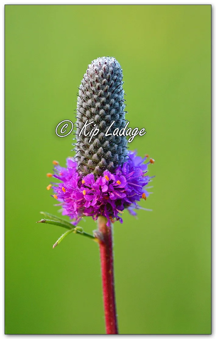 Purple Prairie Clover - Image 1111548