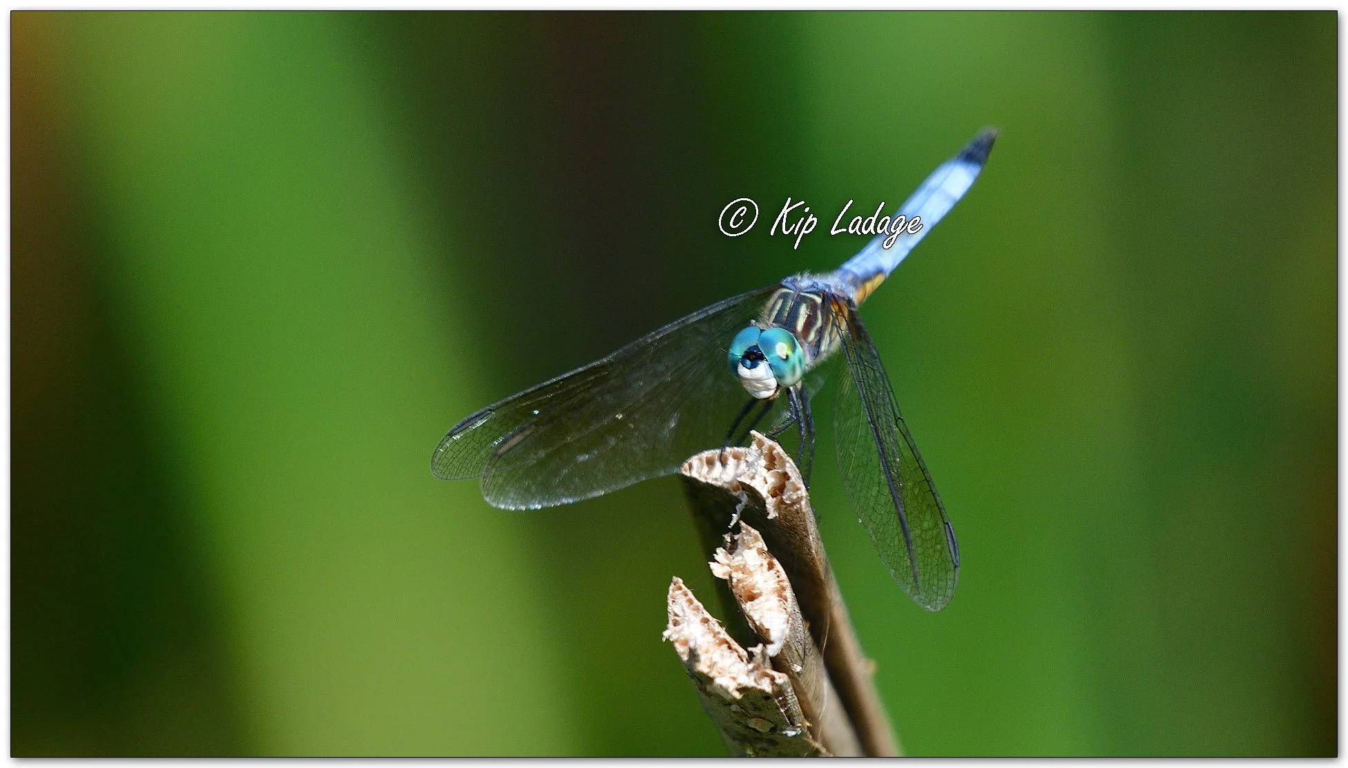Blue Dasher Dragonfly - Image 1118066