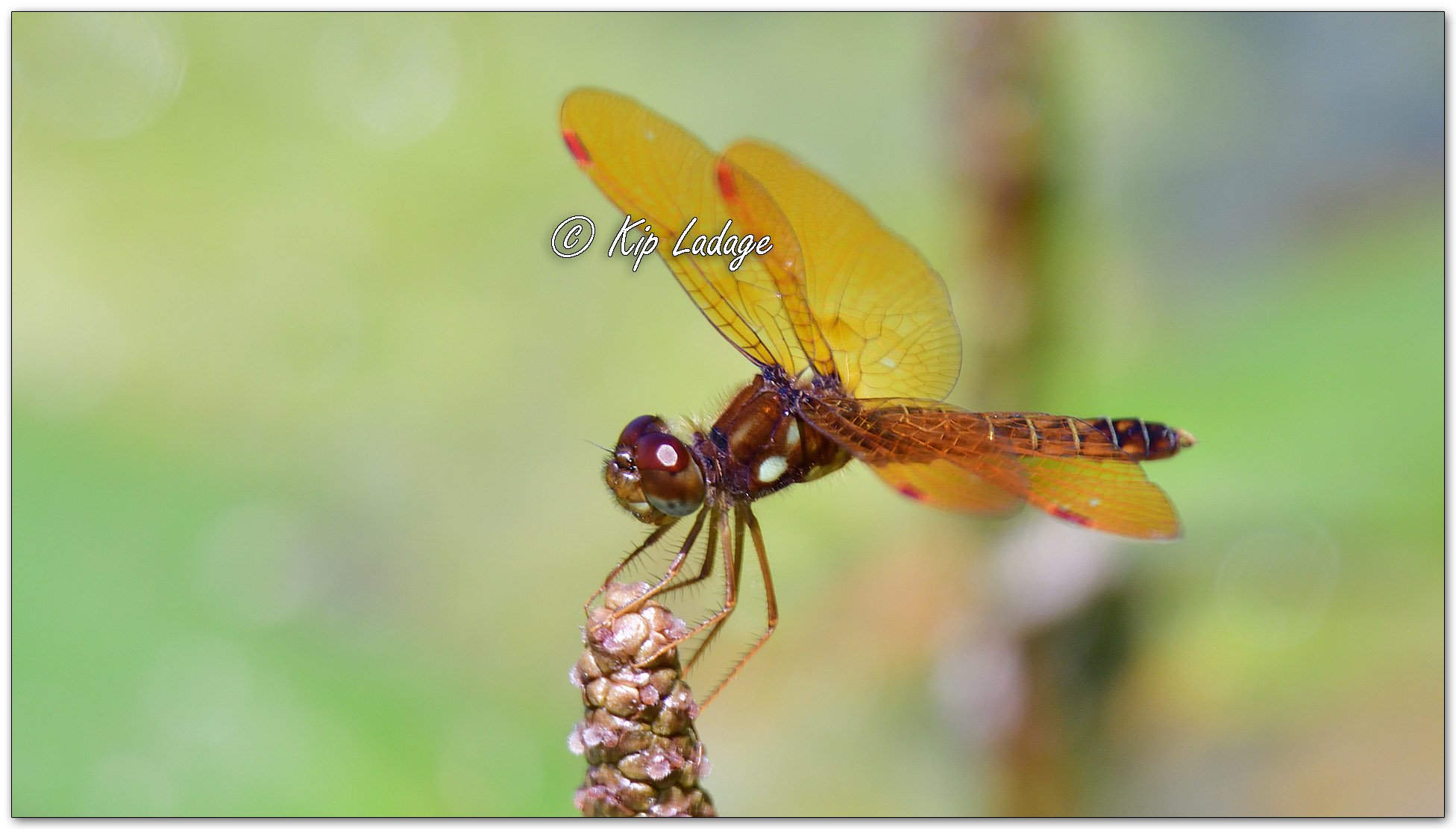 Eastern Amberwing Dragonfly - Image 1121601