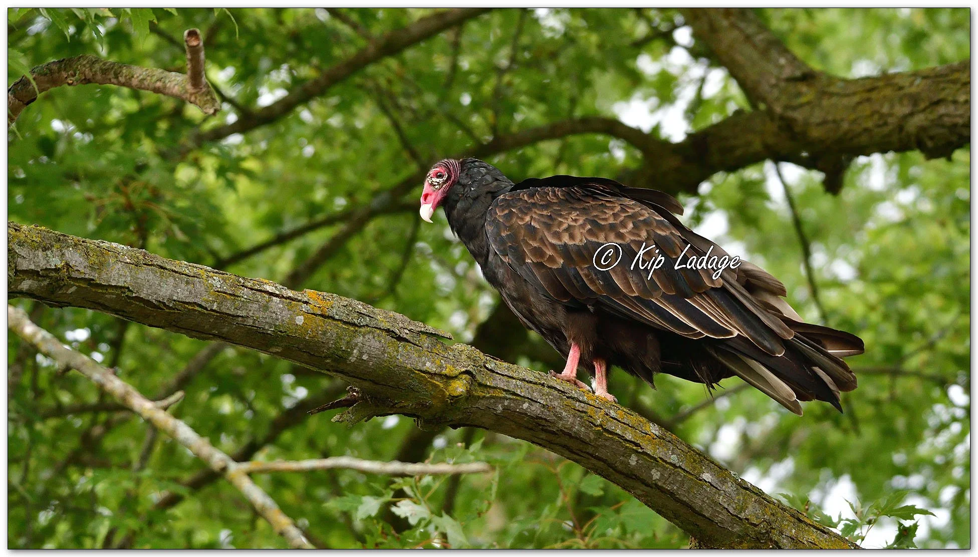 Young Turkey Vulture - Image 1149902