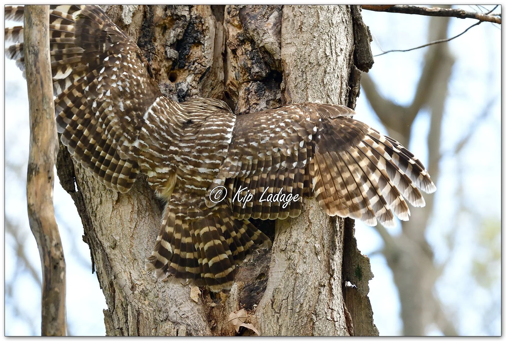 Adult Barred Owl - Image 1090414