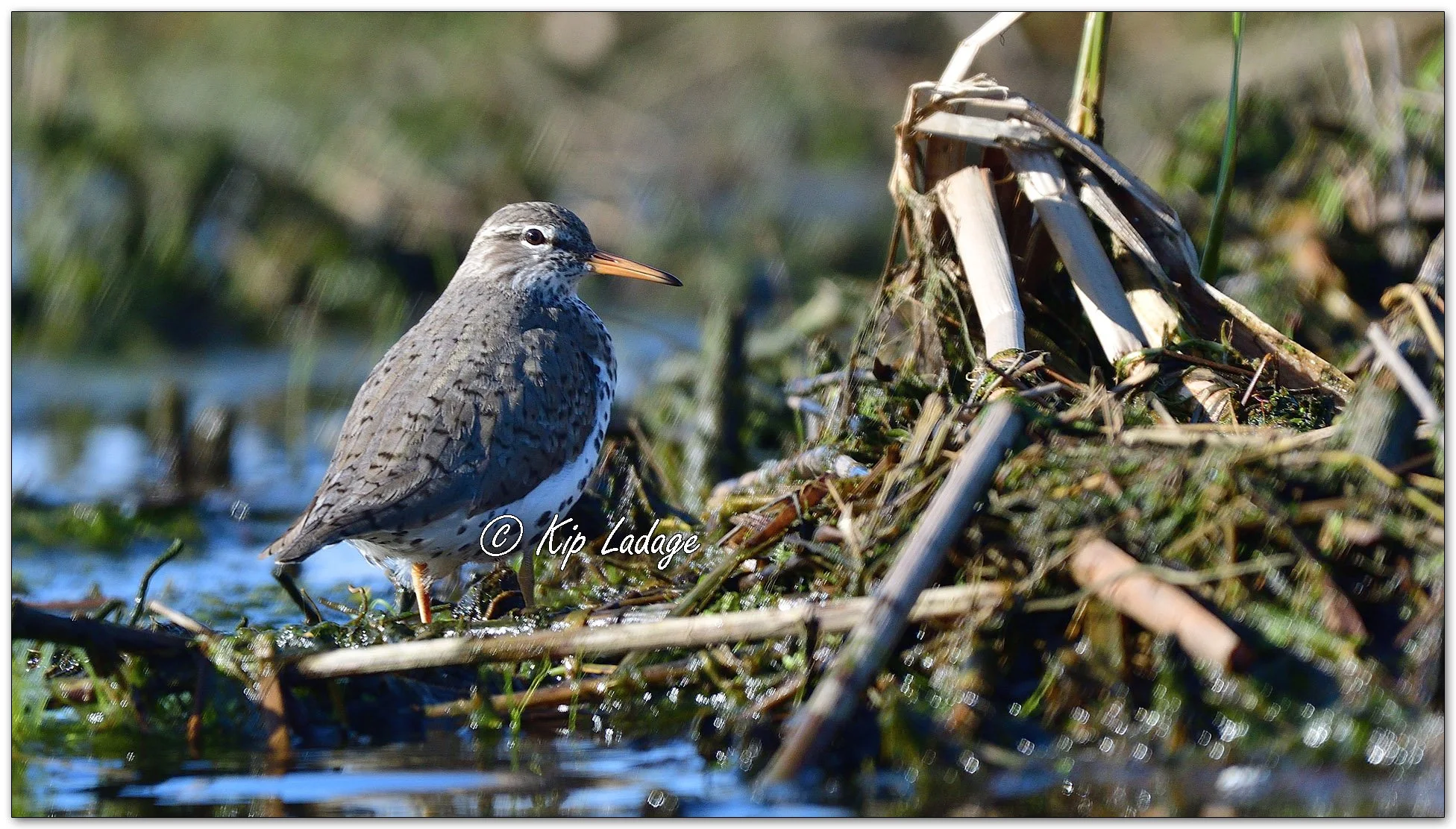 Spotted Sandpiper - Image 1093010