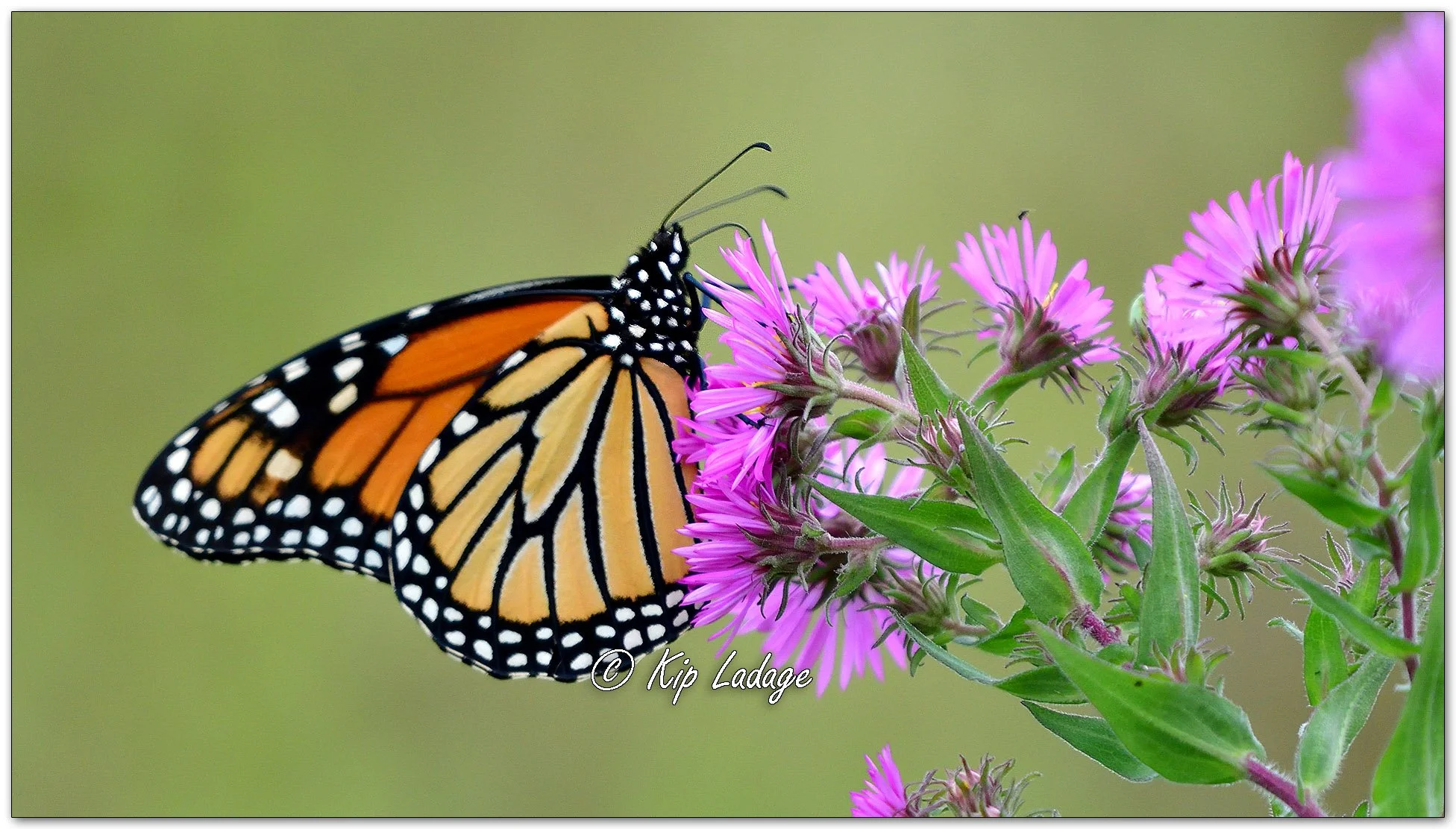 Monarch Butterfly on New England Aster - Image 1150717